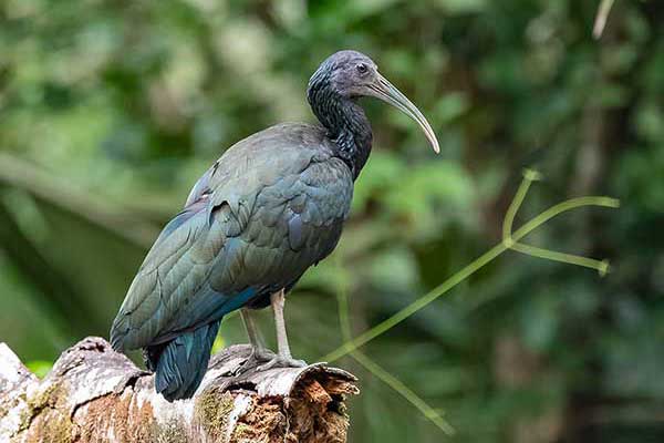 Ibis zielony (Mesembrinibis cayennensis)