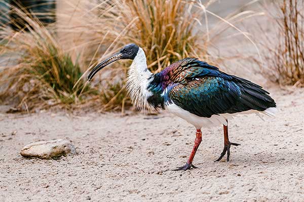 Ibis żółtoszyi (Threskiornis spinicollis)