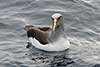 Albatros szarogłowy