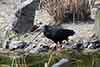 ibis grzywiasty