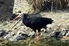 ibis grzywiasty