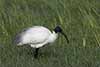 Ibis siwopióry