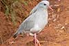 Kagu