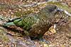 Kea