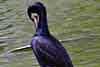 kormoran czarny