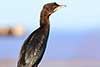 Kormoran mały