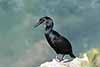 kormoran modrogardły