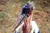 Marabut afrykański