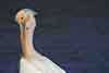 Pelikan różowy, pelikan baba