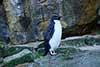 pingwin grubodzioby