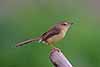 Prinia myszata