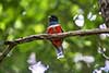 Trogon obrożny