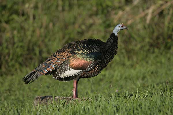 Indyk pawi (Meleagris ocellata)