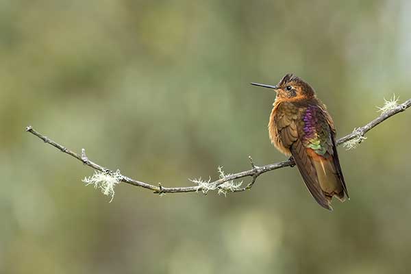 Iskrzyk płomienny (Aglaeactis cupripennis)