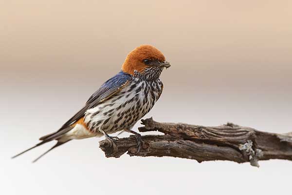 Jaskółka abisyńska (Cecropis abyssinica)