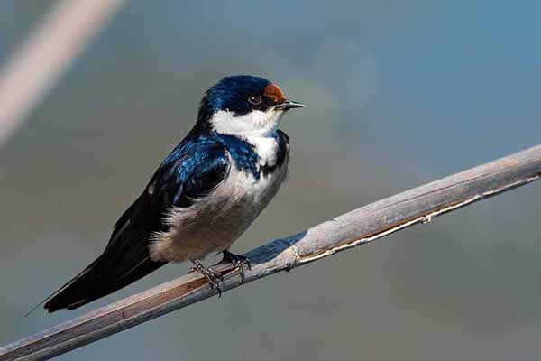 Jaskółka białogardła (Hirundo albigularis)