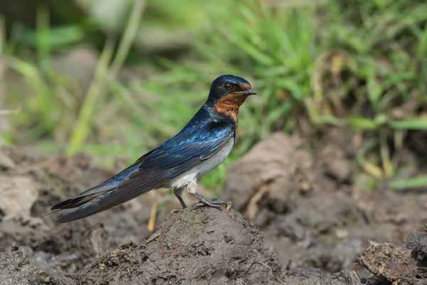 Jaskółka rdzawogardła (Hirundo lucida)