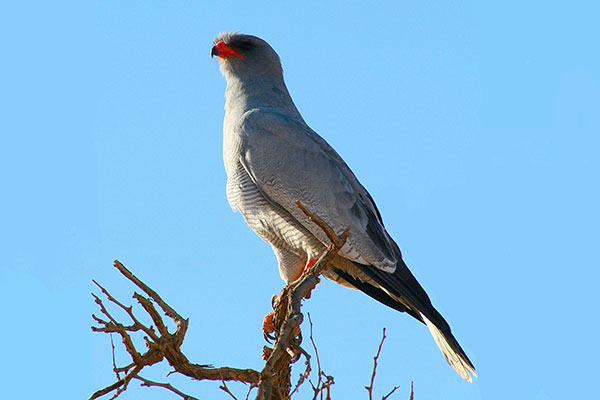 Jastrzębiak popielaty (Melierax poliopterus)