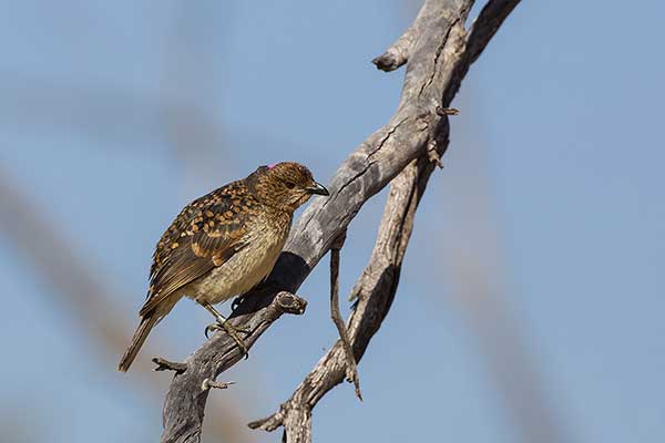 Jedwabnica plamista (Chlamydera maculata)