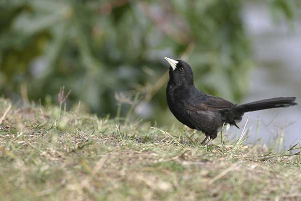 kacykowiec samotny (Procacicus solitarius)