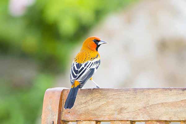 Kacyk pąsowogłowy (Icterus pustulatus)