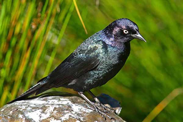 Kacykarzyk purpurowy (Euphagus cyanocephalus)