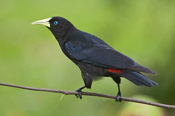 Kacykowiec czerwonorzytny (Cacicus haemorrhous)