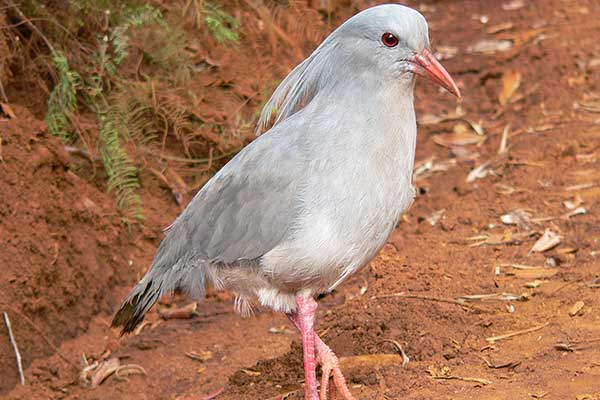 Kagu (Rhynochetos jubatus)