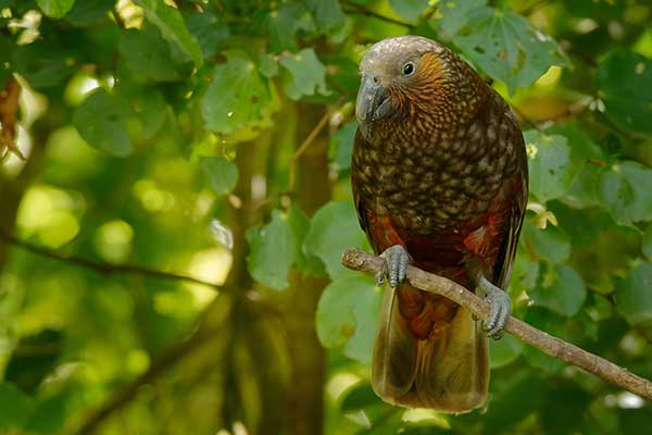 Kaka (Nestor meridionalis)