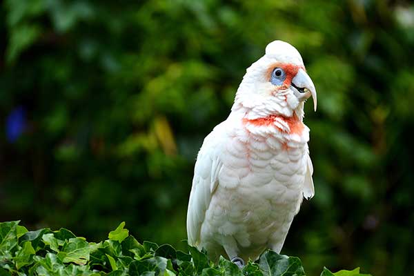 Kakadu cienkodzioba (Cacatua tenuirostris)