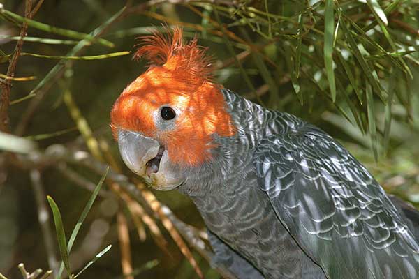 Kakadu krasnogłowa (Callocephalon fimbriatum)