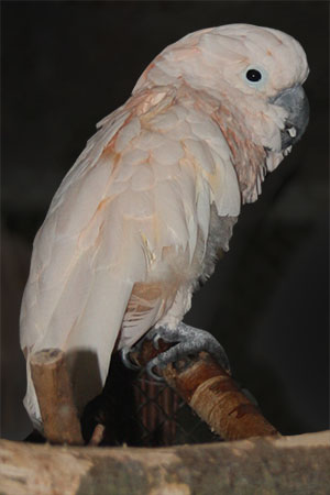 Kakadu molucka, kakadu molukańska (Cacatua moluccensis)