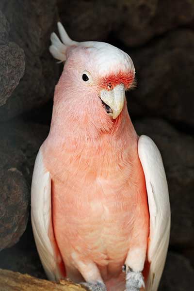 Kakadu ognistoczuba, kakadu inka (Cacatua leadbeateri)