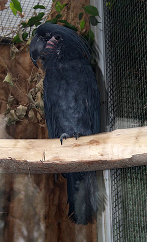 Kakadu palmowa, żałobnica palmowa (Probosciger aterrimus)