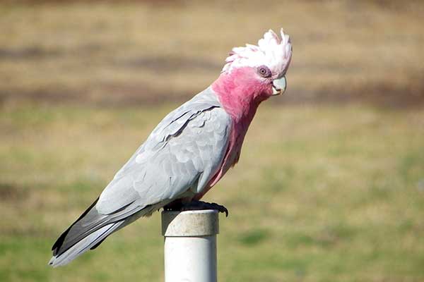 Kakadu różowa (Eolophus roseicapilla)