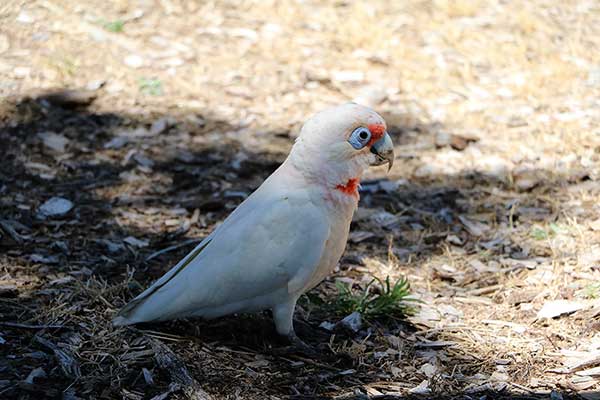 Kakadu sinooka (Cacatua sanguinea)