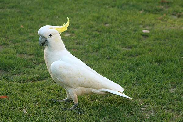 Kakadu żółtoczuba (Cacatua galerita)