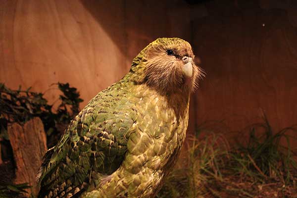 Kakapo (Strigops habroptila)