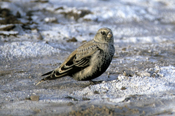 Kalandra czarna (Melanocorypha yeltoniensis)