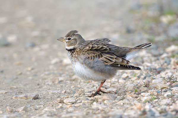 Kalandra szara (Melanocorypha calandra)