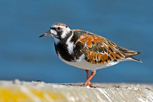 Kamusznik (zwyczajny) (Arenaria interpres)