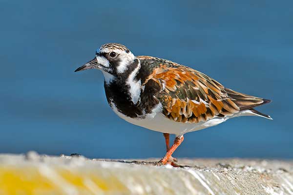 Kamusznik (zwyczajny) (Arenaria interpres)