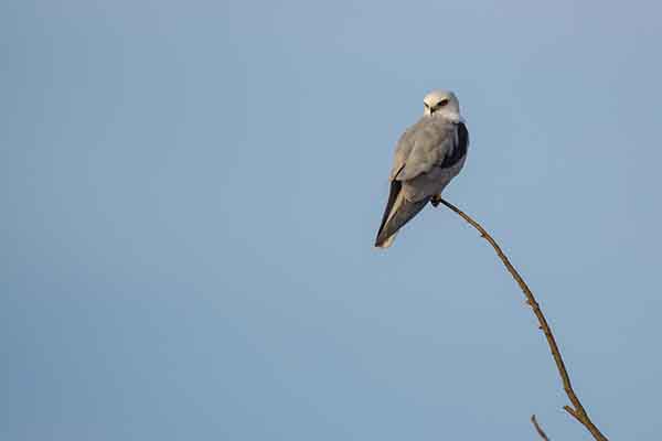 Kaniuk amerykański (Elanus leucurus)