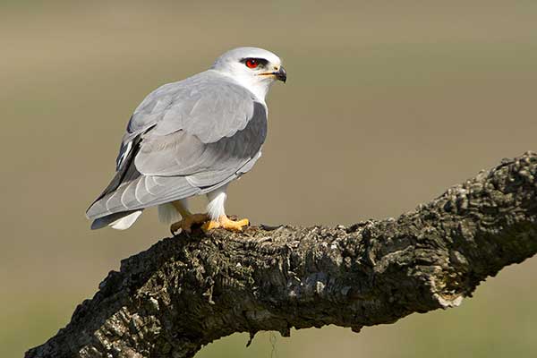 Kaniuk (zwyczajny) (Elanus caeruleus)