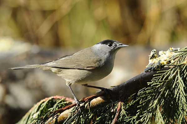 Kapturka (Sylvia atricapilla)