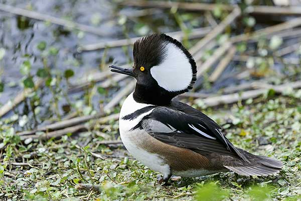 Kapturnik (Lophodytes cucullatus)