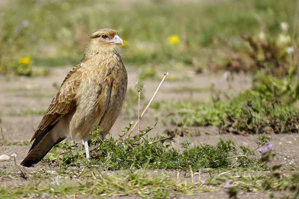 Karakara brązowa (Phalcoboenus chimango)