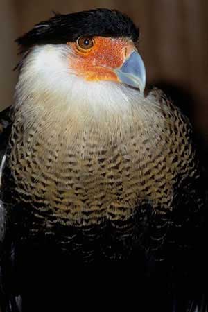 Karakara czubata (Caracara plancus)