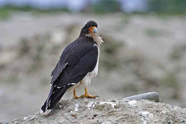 Karakara patagońska (Phalcoboenus albogularis)