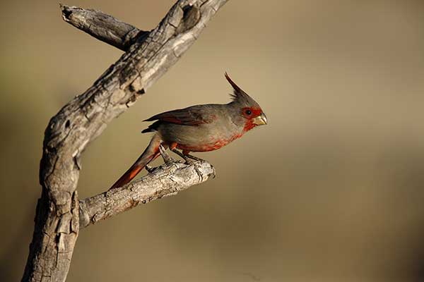 Kardynał karmazynowy (Cardinalis sinuatus)